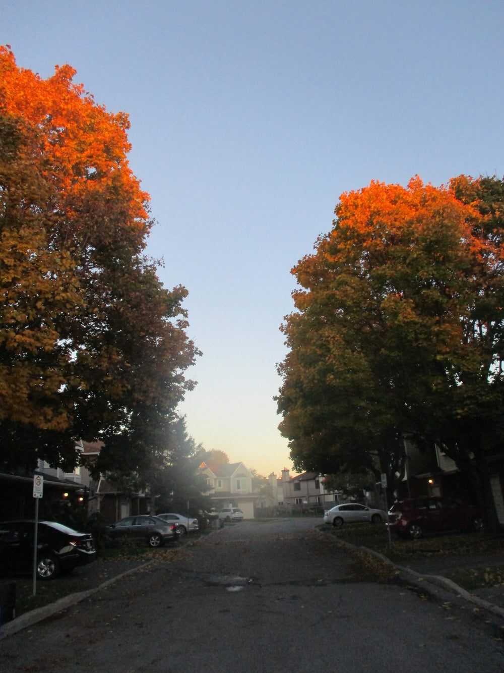 Autumn trees above a residential street