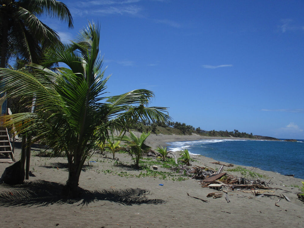 Palm trees beside a tropical beach