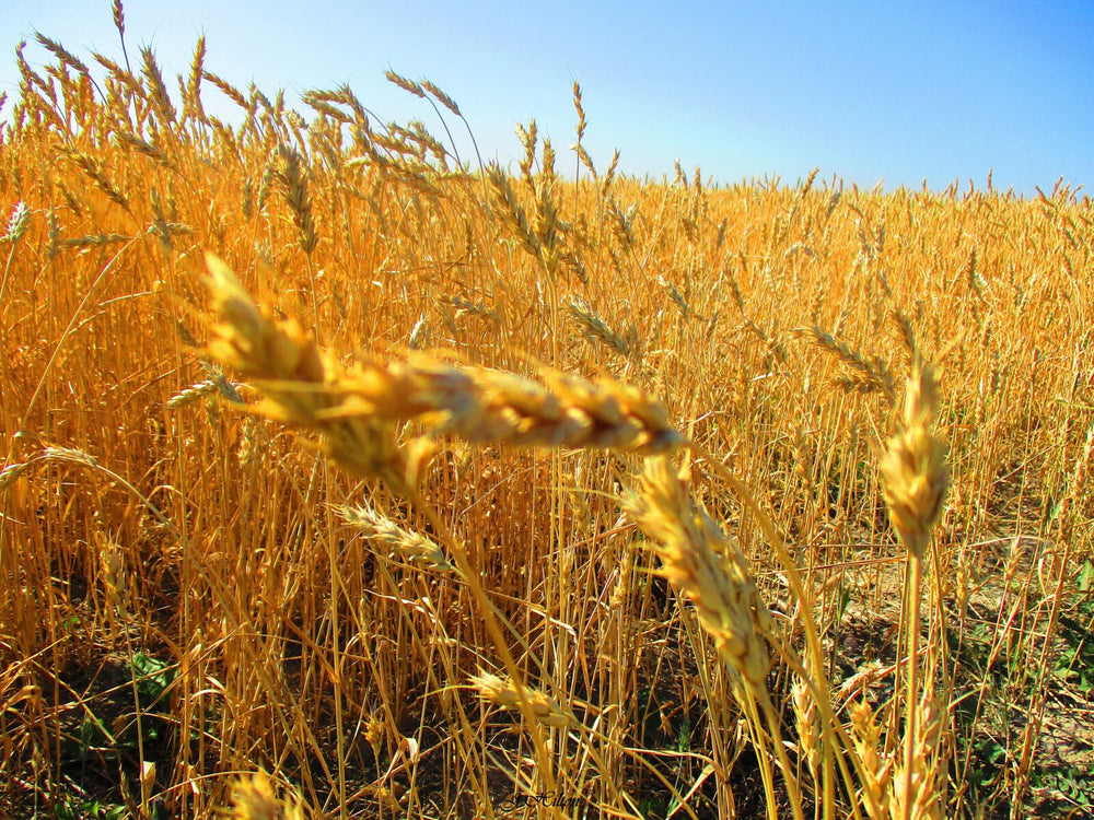 Golden wheat beneath a blue sky