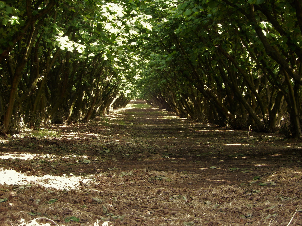 Hazelnut orchard in Tuscia