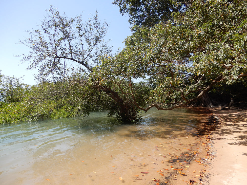 Ofir Beach, Bolama