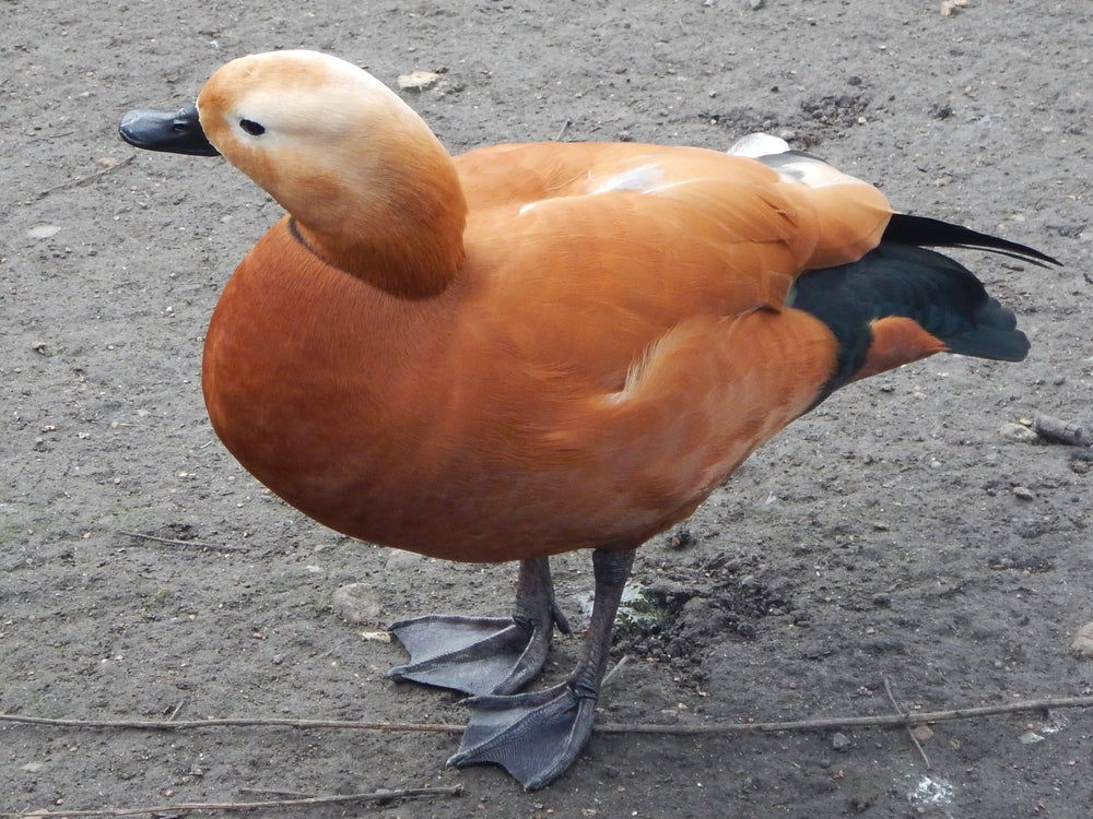 Ruddy shelduck in St James’s Park