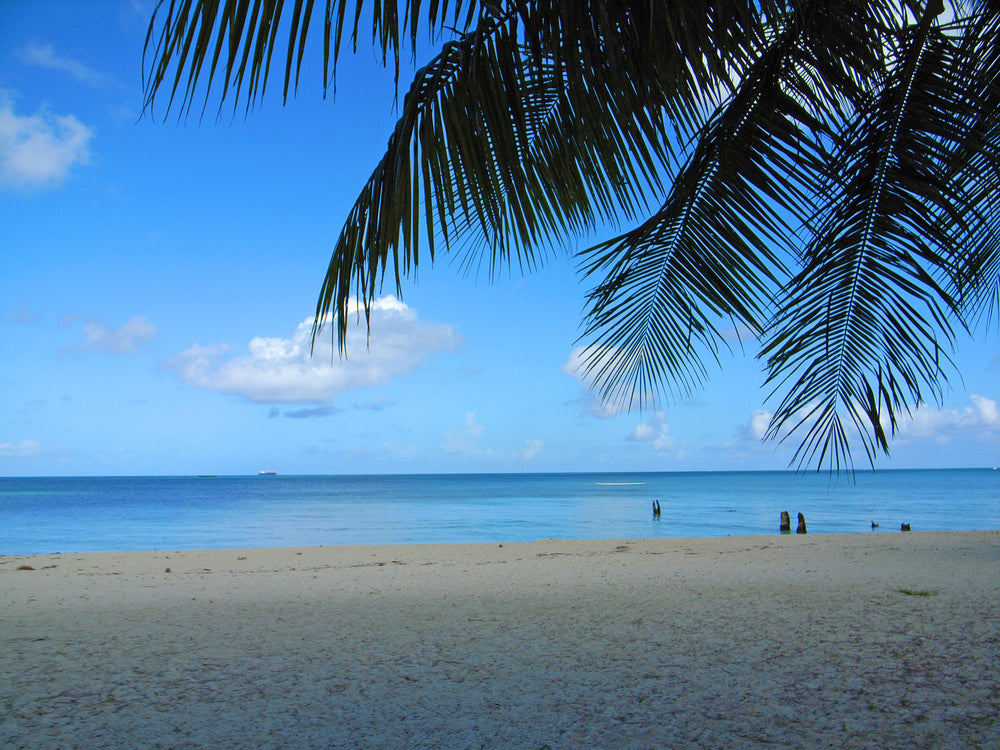Palm-framed turquoise water at Micro Beach