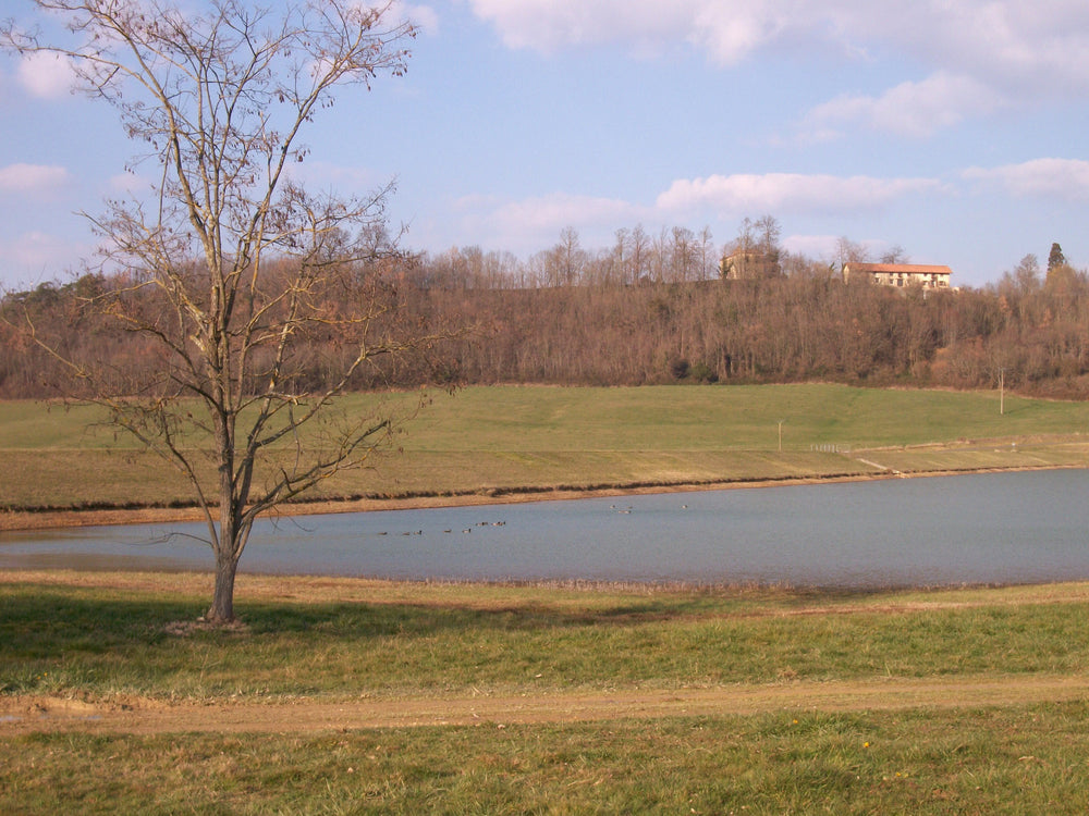 Bare tree beside a quiet reservoir