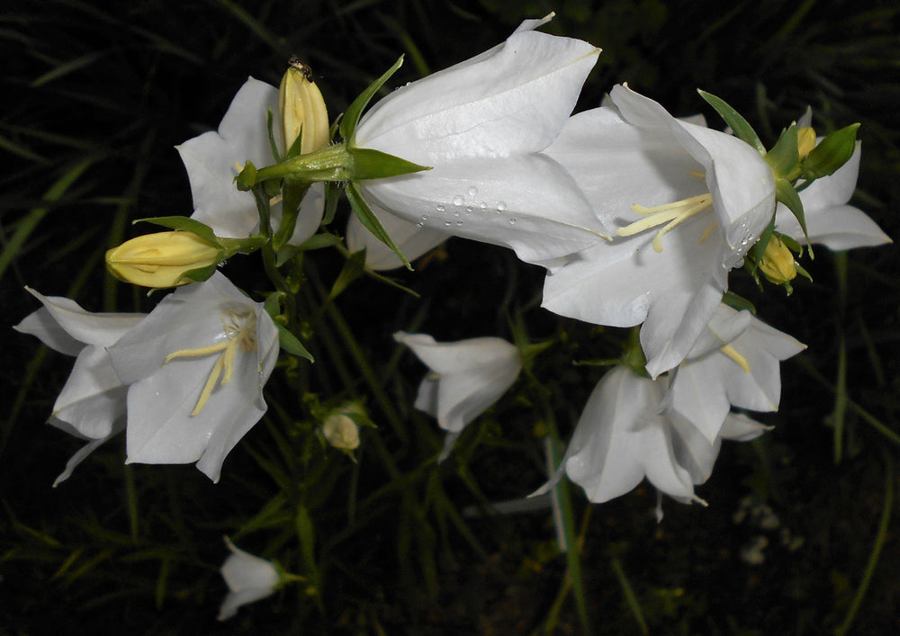 White bellflowers with raindrops