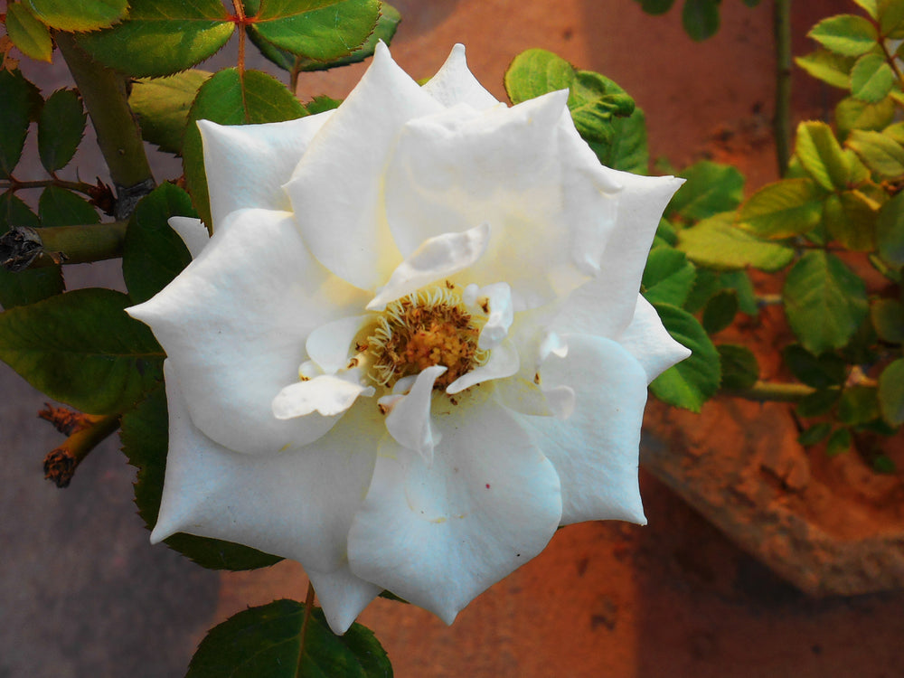 White rose