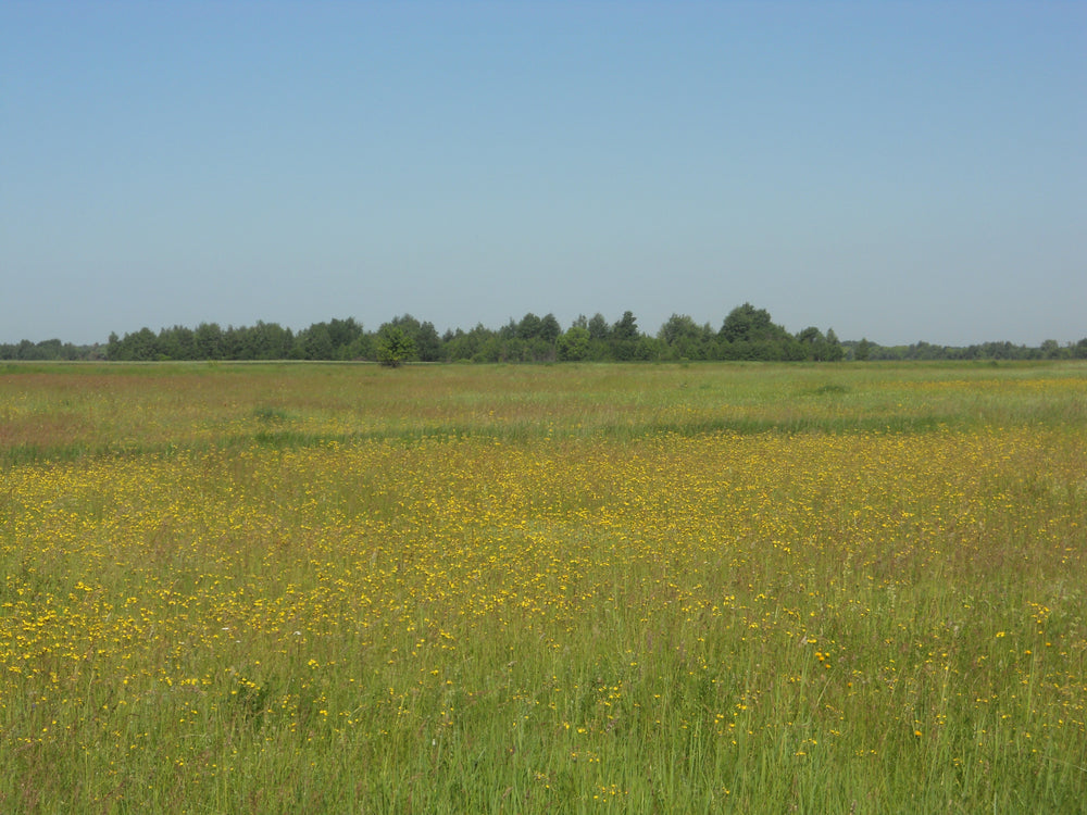 Spring meadow