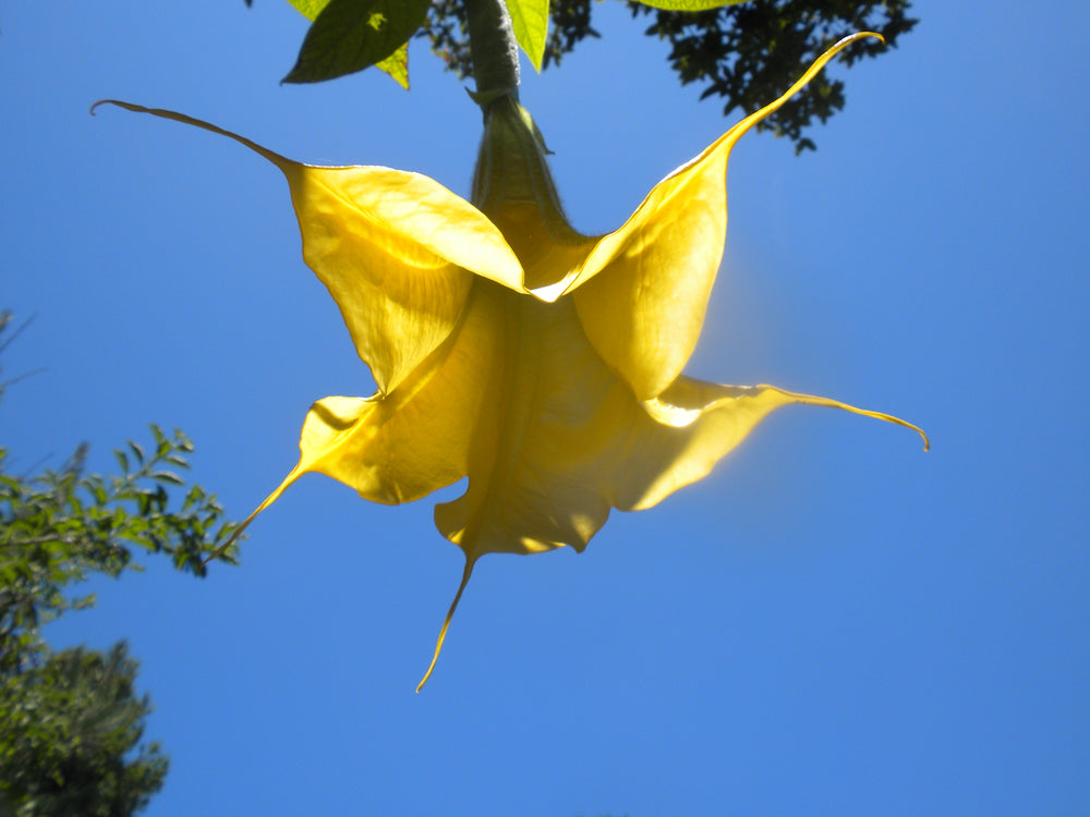 Yellow trumpet flower against blue sky