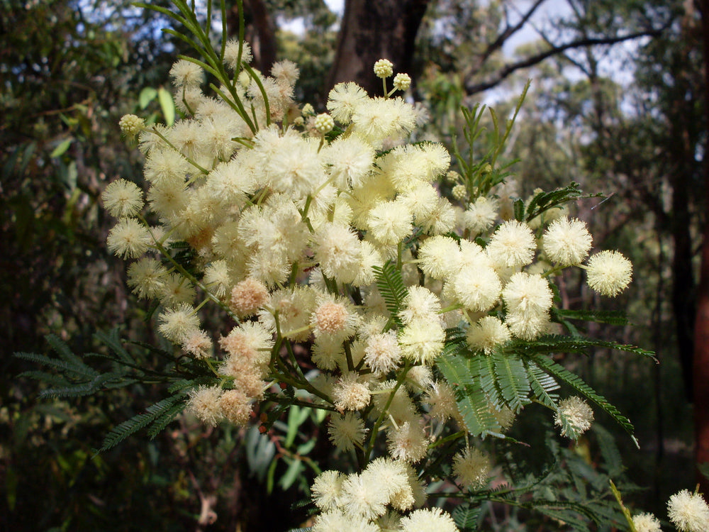 Creamy white wattle blossoms