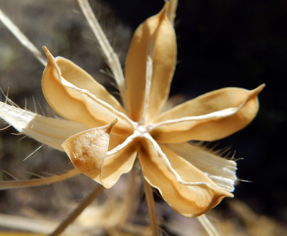 Golden desert pod