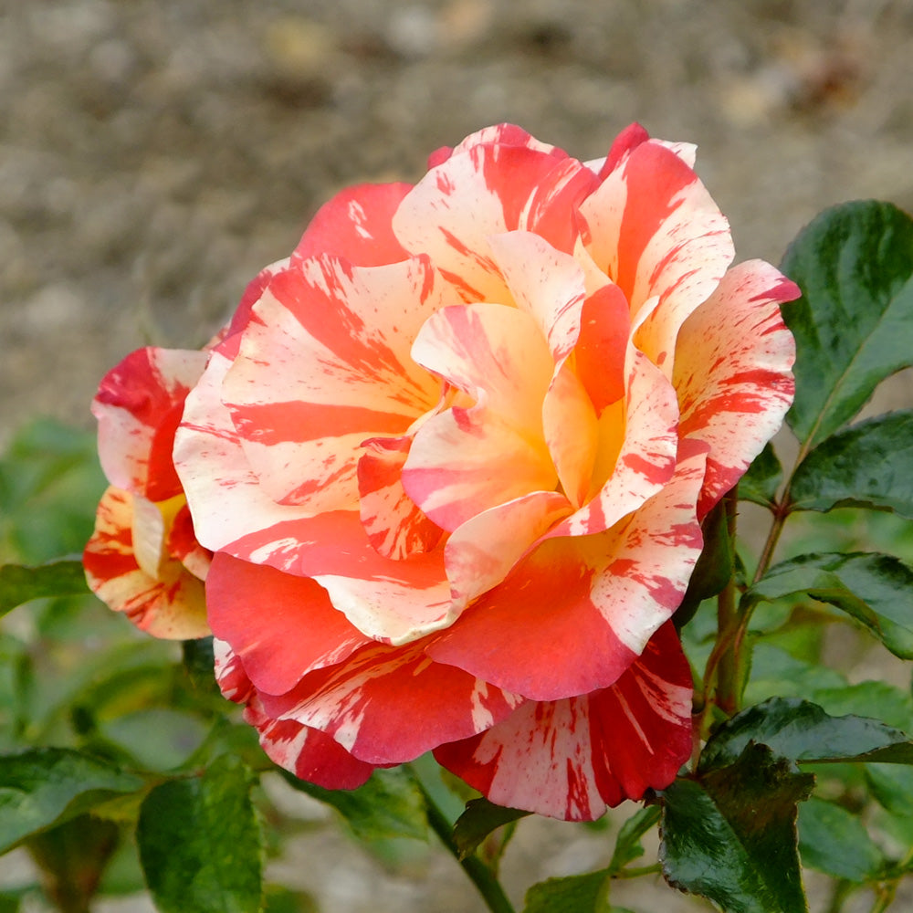 Striped Alfred Sisley rose