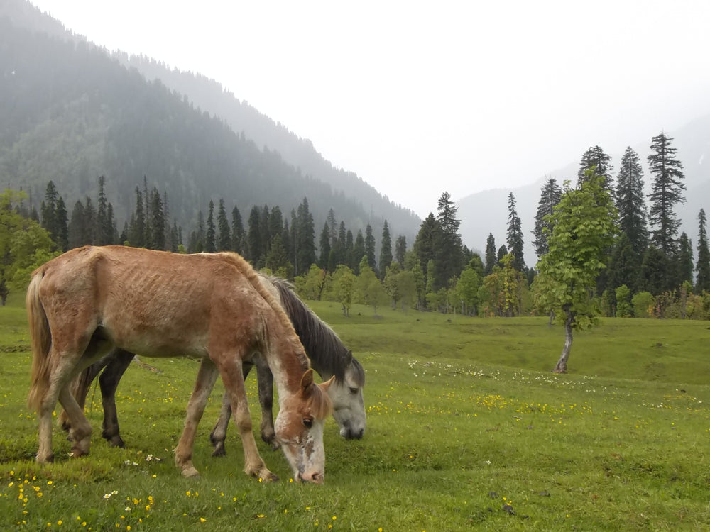 Grazing horses in Arang Kel
