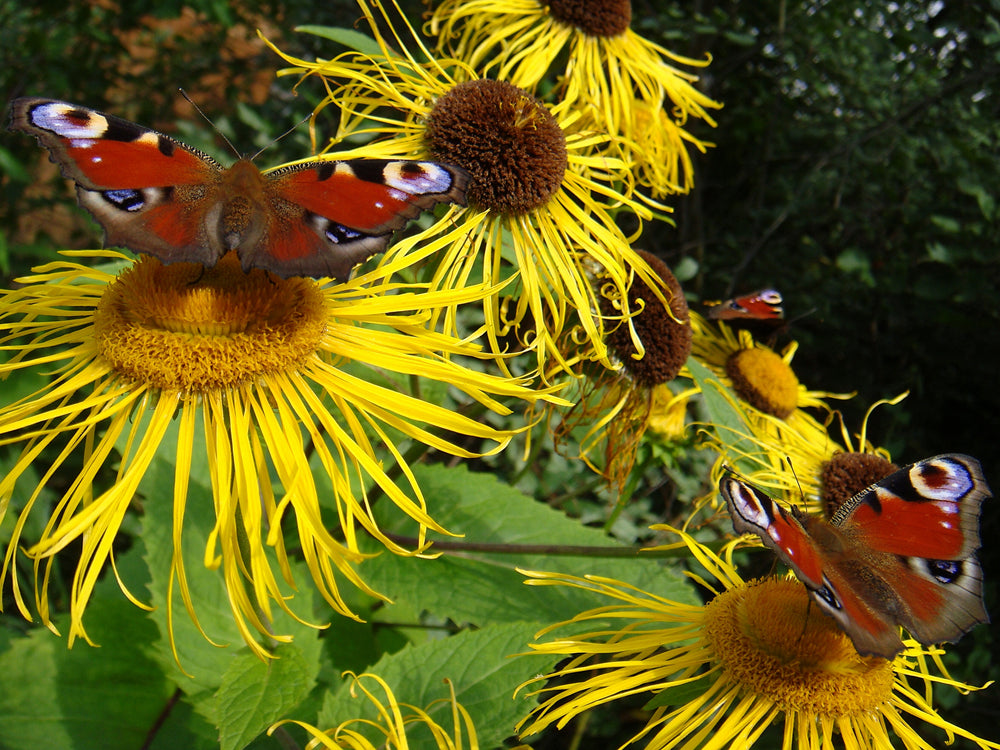 Peacock butterflies on yellow flowers