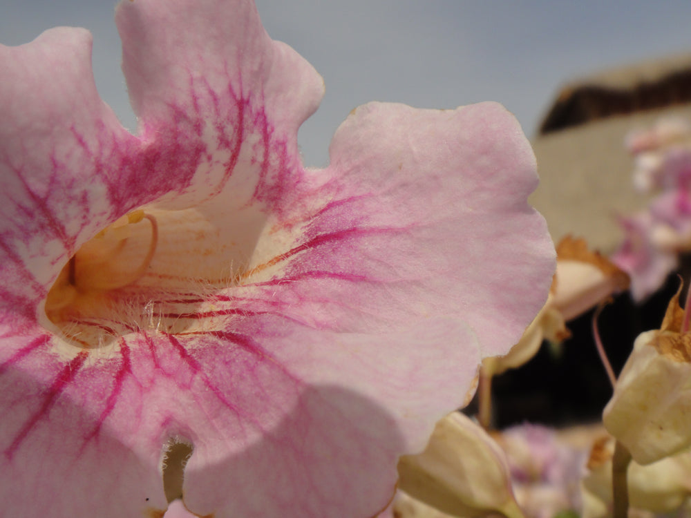 Pink trumpet flower close-up