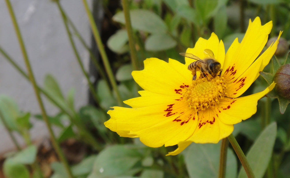 Bee on yellow coreopsis