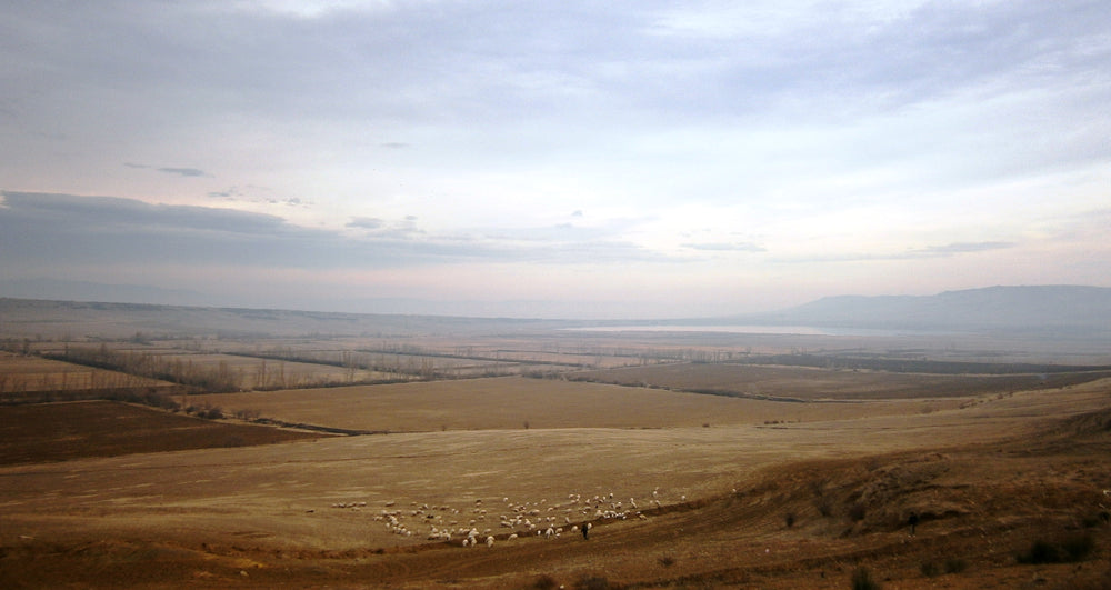 Golden pasture and distant Lake Kumisi