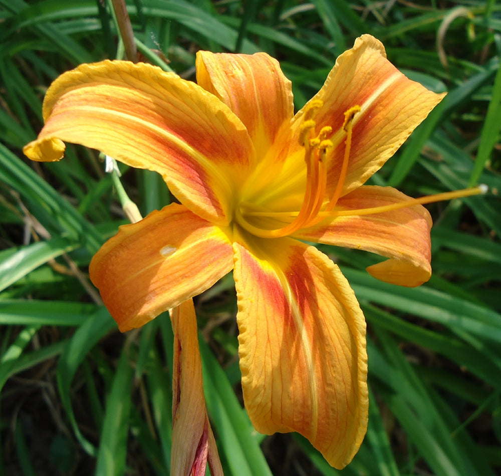 Orange daylily in summer light