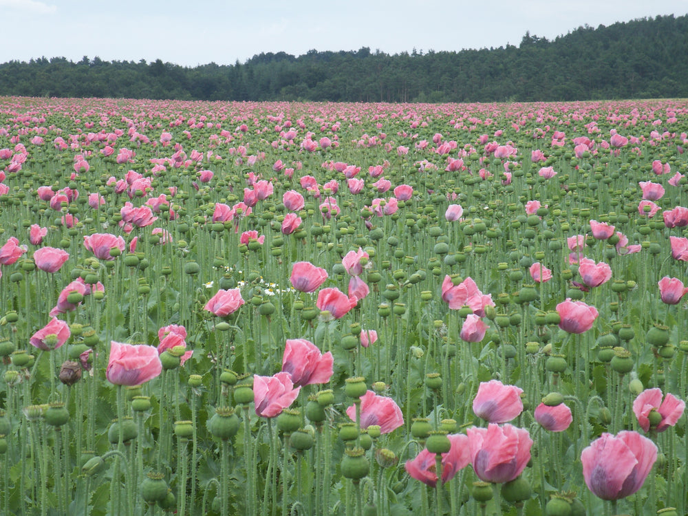 Pink poppies in Waldviertel