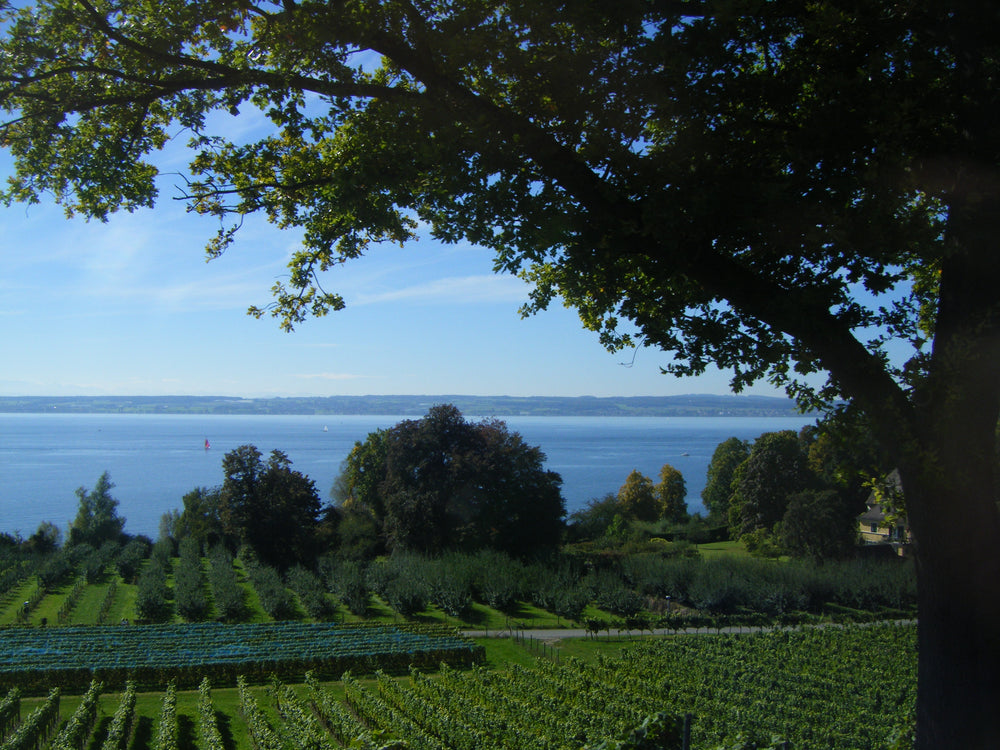Blue lake and vineyard framed by a leafy tree