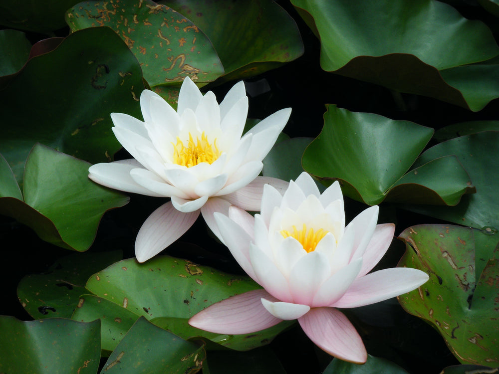 Two pale water lilies among dark green lily pads