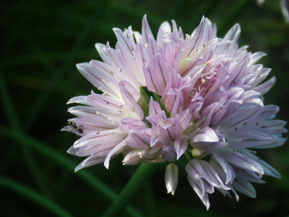 Ant on a chive flower