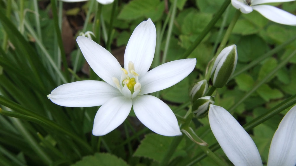 White garden flower
